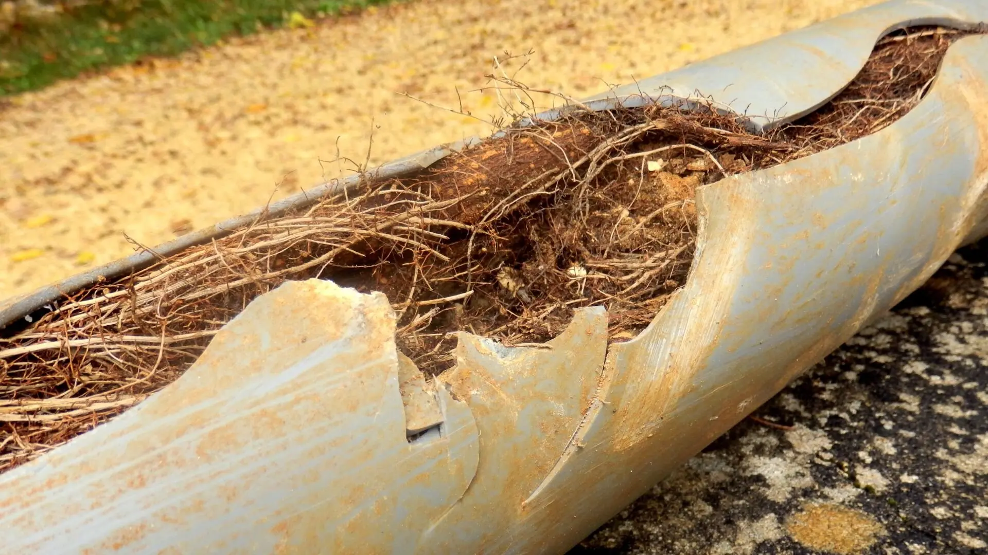 Tree root intrusion damage in Sydney sewer pipe showing roots penetrating cracked terracotta pipe requiring pipe relining repair