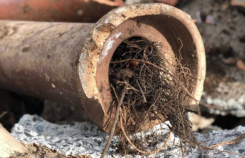 A photo of tree roots infiltrating a sewer pipe, causing a blockage